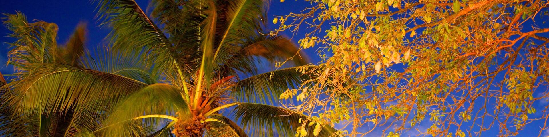 Mindil Beach showing tropical scenes and night scenes