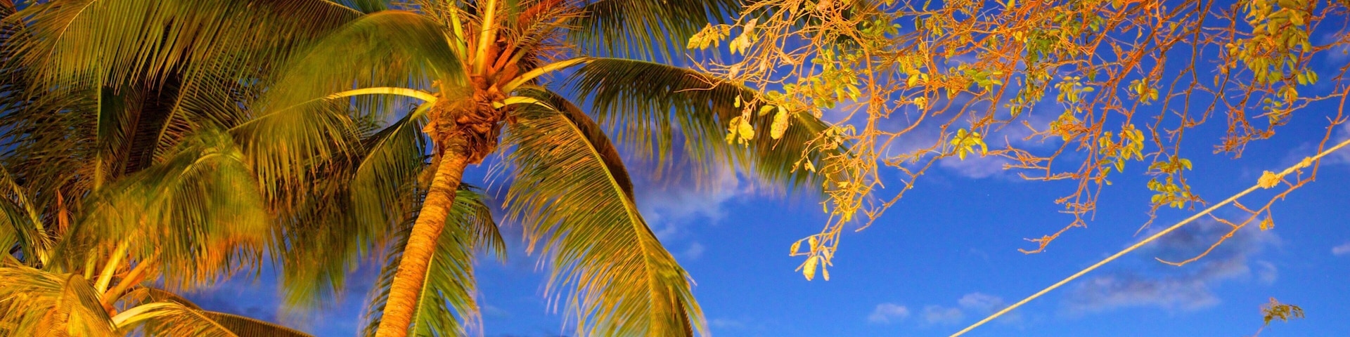 Playa de Mindil ofreciendo escenas nocturnas y escenas tropicales