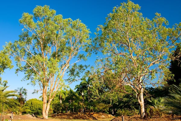 George Brown Darwin Botanic Gardens which includes a garden
