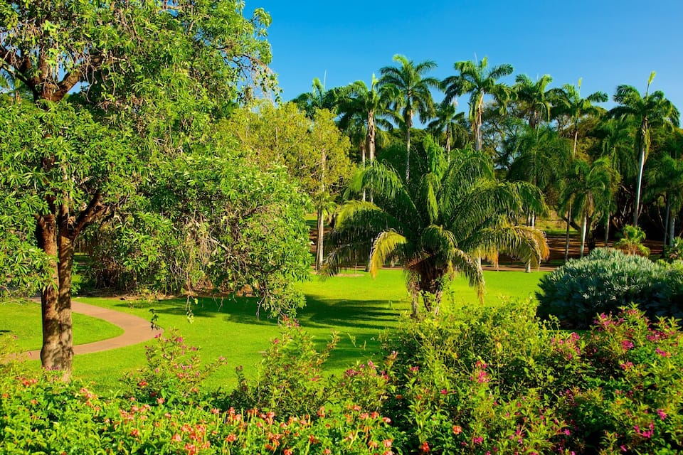 A lush garden with a variety of trees, including palm trees, and a well-maintained lawn.
