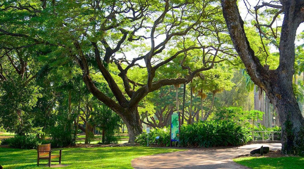 George Brown Darwin Botanic Gardens showing a garden