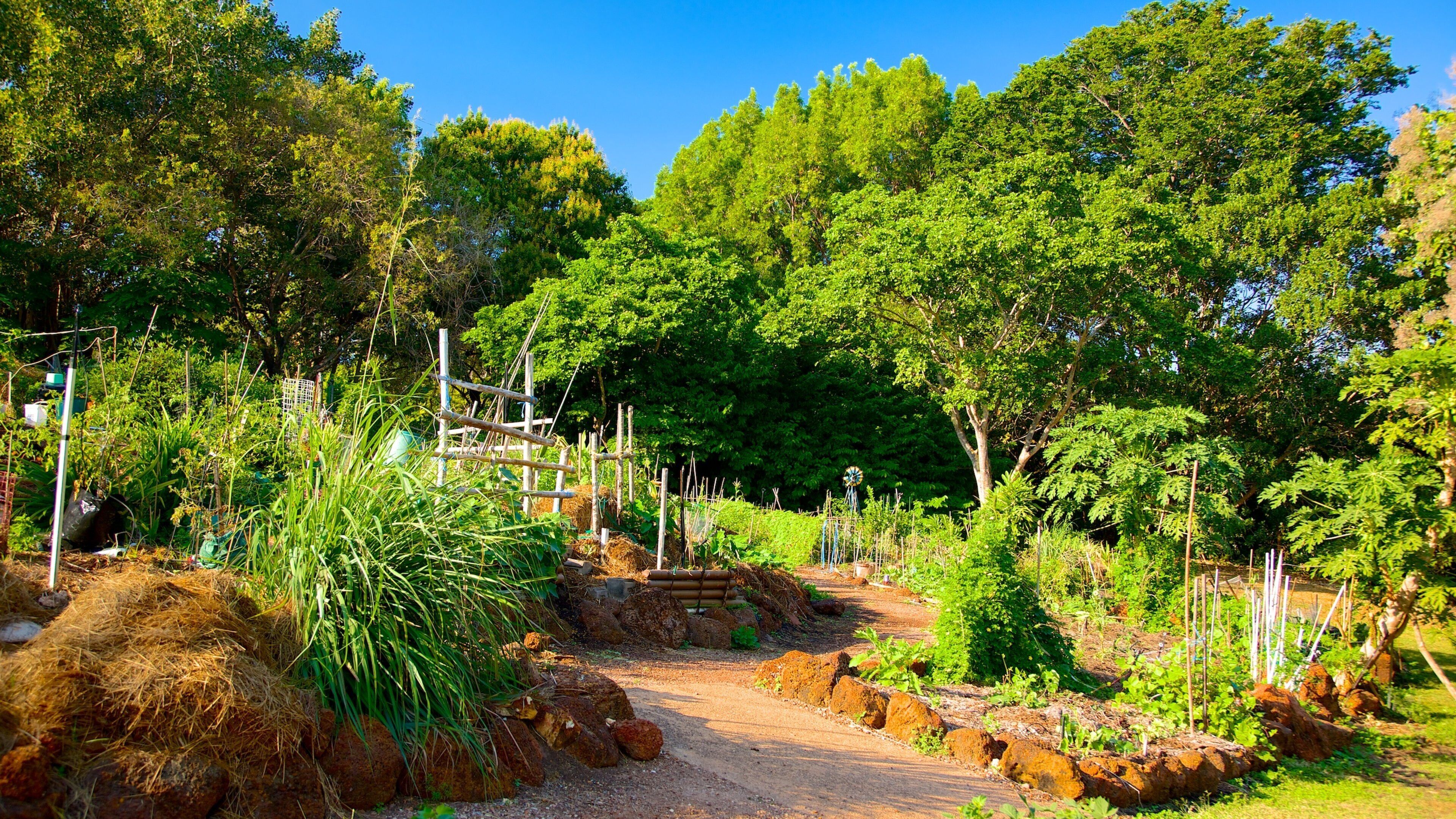George Brown Darwin Botanic Gardens featuring a garden