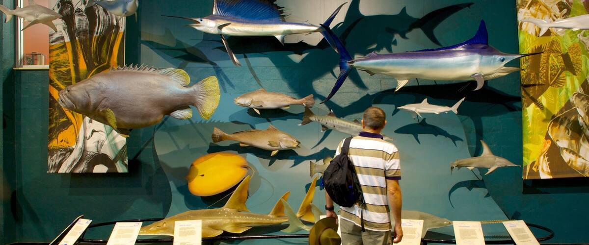 Museum and Art Gallery of the Northern Territory which includes interior views as well as an individual male