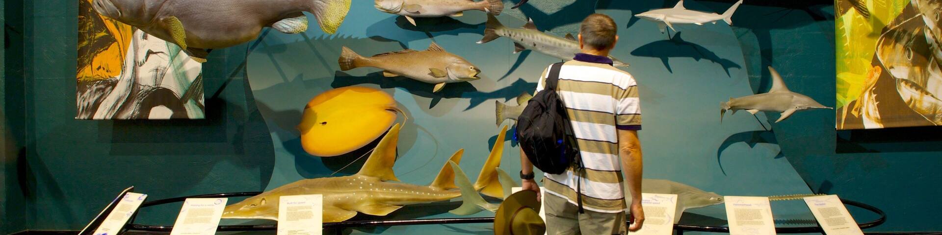 A museum exhibit with various fish mounted on the wall.