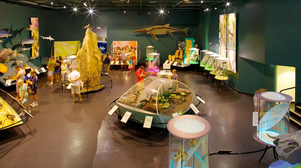 Museum and Art Gallery of the Northern Territory mostrando vistas interiores y también un gran grupo de personas