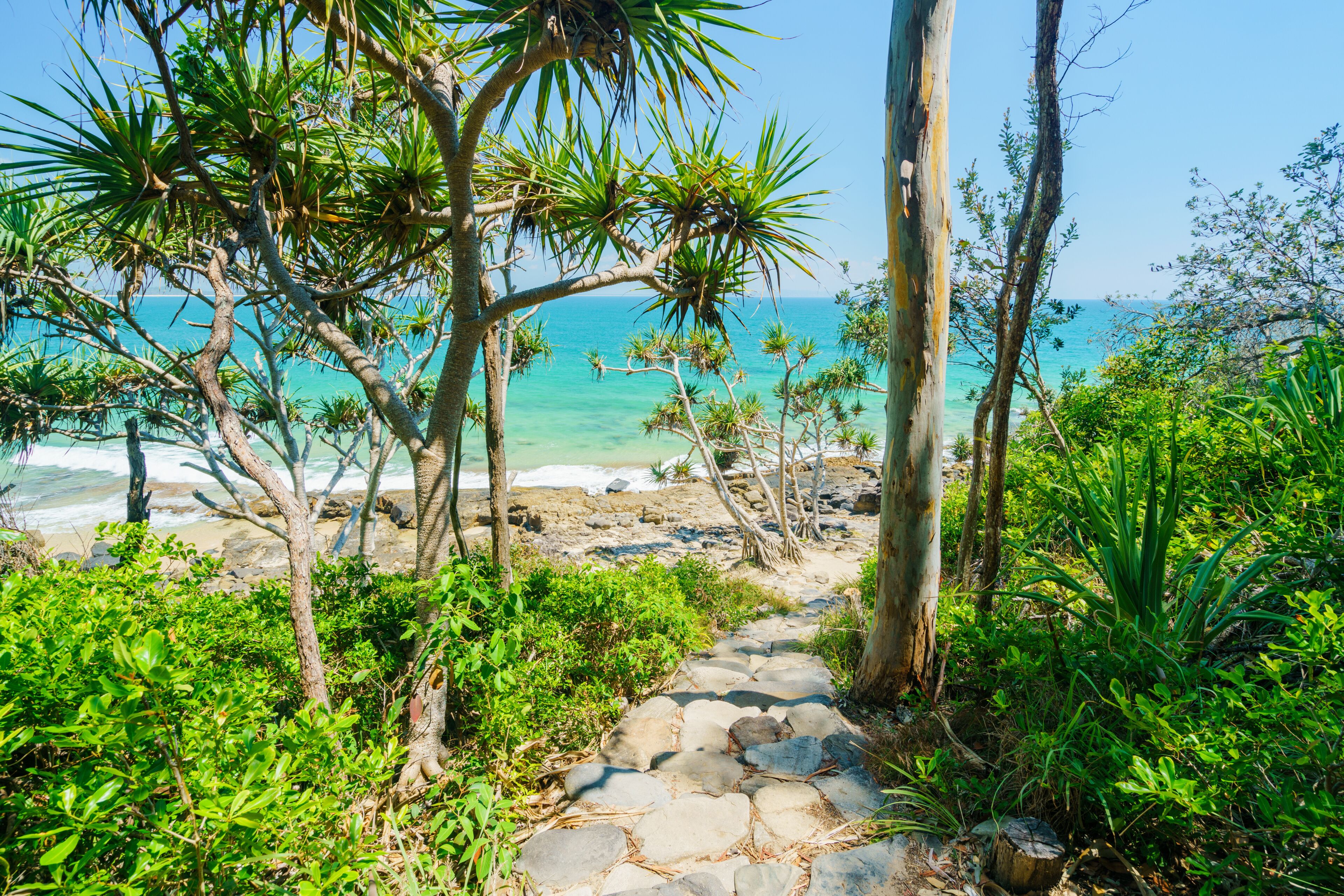 Noosa National Park on a perfect day with blue water and pandanus palms on the Sunshine Coast in Queensland