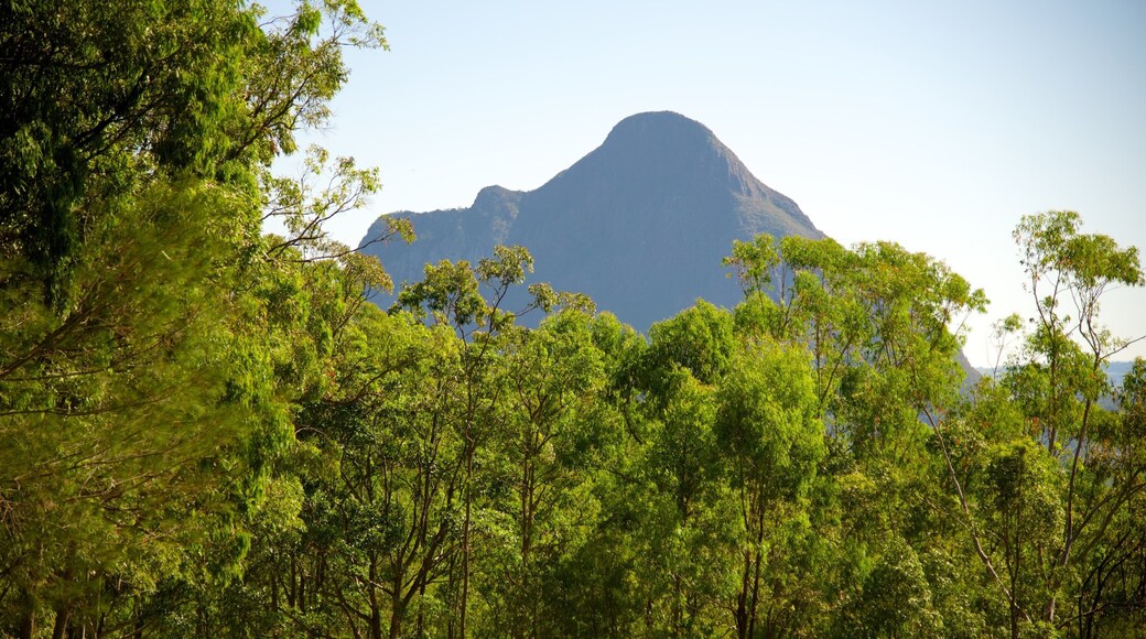 Parque Nacional Montañas Glasshouse mostrando bosques y montañas