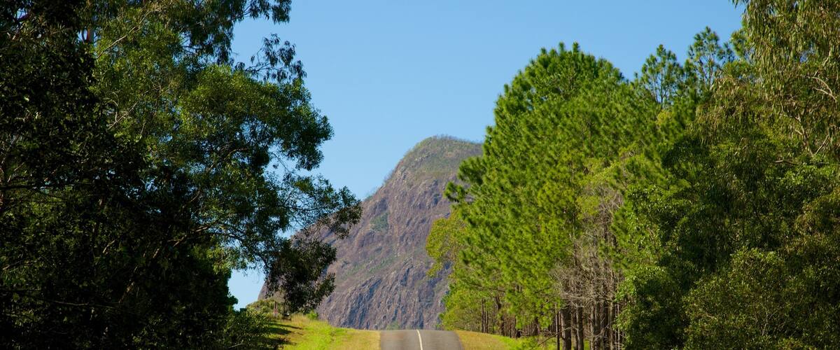 A road flanked by dense green trees and a mountain in the distance.