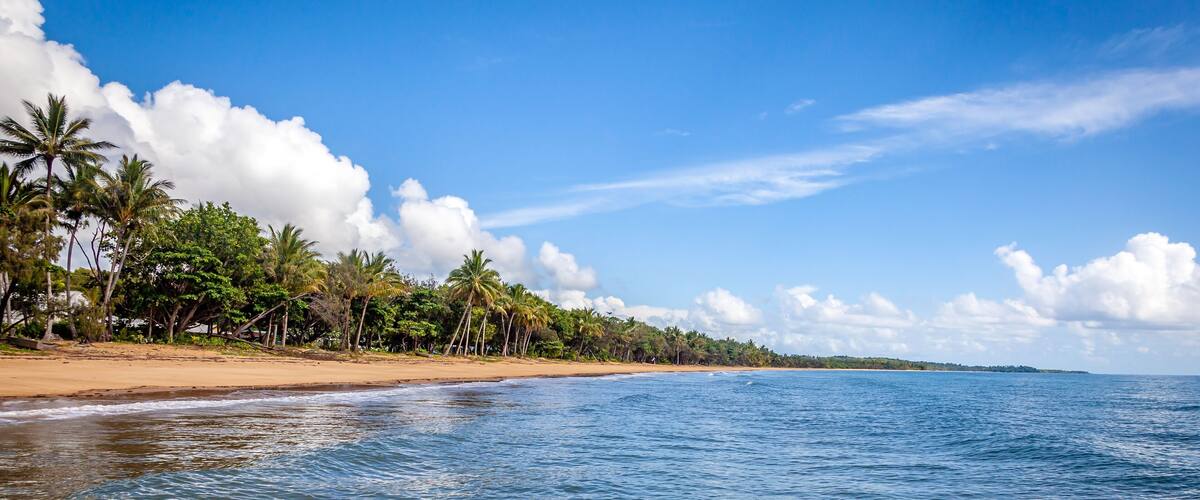 A beach with palm trees and a clear blue sky.