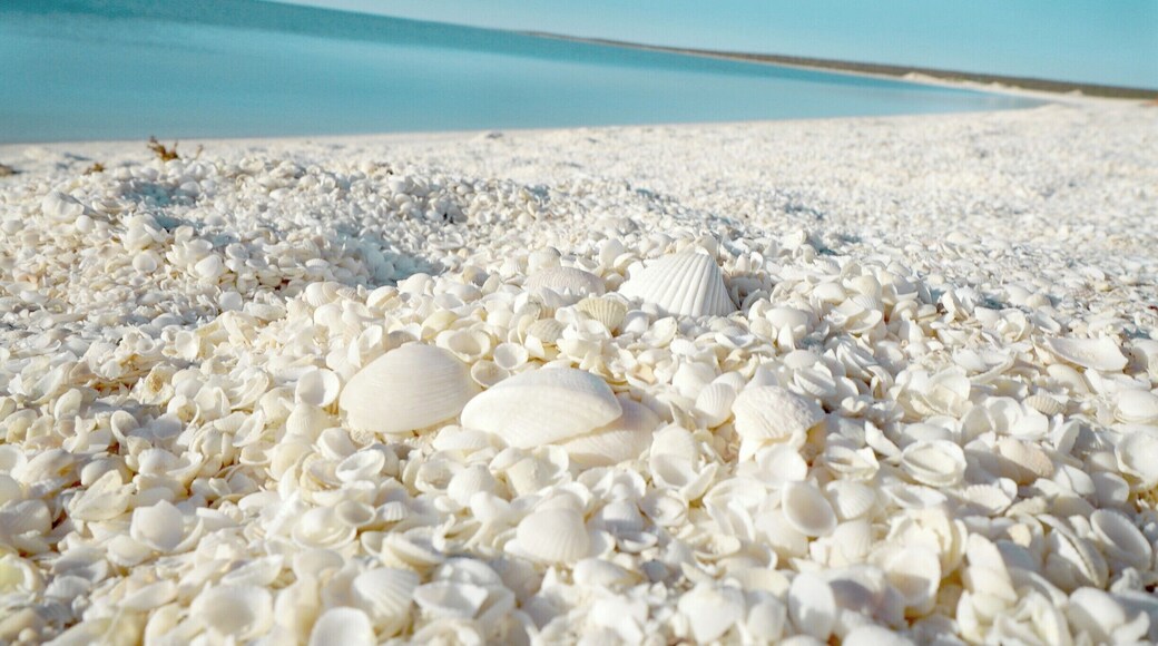 For Seashell Supplies check out my Philippine Page.. we ship worldwide...
https://www.facebook.com/seashellsuppliesph/
SHELL BEACH is a beach in the Shark Bay region of Western Australia, 45 kilometres south-east of Denham.
Situated on the northeastern side of the Taillefer Isthmus, it covers a 110 km long stretch of coast along the L'Haridon Bight. It is one of only two beaches in the world made entirely from shells.
The beach was named "Shell Beach" because of the great abundance of the shells of the cockle species Fragum erugatum. The seawater in the L'Haridon Bight has a high salinity due to both the geomorphology and local climate of the area. This high salinity has allowed the cockle to proliferate unchecked, since its natural predators have not adapted well to this environment.
The shells typically reach a depth of 7 to 10 metres. Over time, the shells have formed a limestone that is known as Coquina.
#blue
#BeachBound