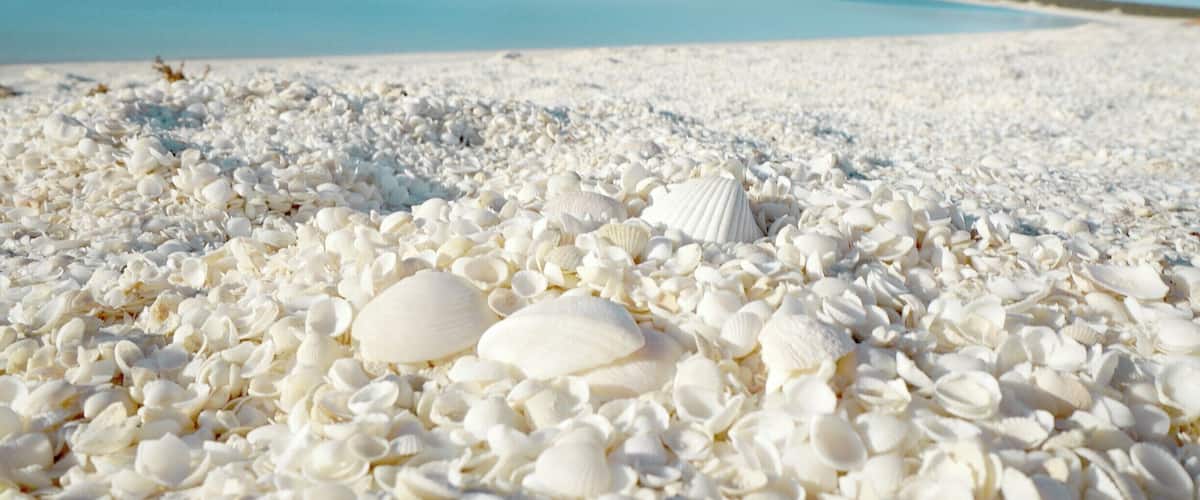 For Seashell Supplies check out my Philippine Page.. we ship worldwide...
https://www.facebook.com/seashellsuppliesph/
SHELL BEACH is a beach in the Shark Bay region of Western Australia, 45 kilometres south-east of Denham.
Situated on the northeastern side of the Taillefer Isthmus, it covers a 110 km long stretch of coast along the L'Haridon Bight. It is one of only two beaches in the world made entirely from shells.
The beach was named "Shell Beach" because of the great abundance of the shells of the cockle species Fragum erugatum. The seawater in the L'Haridon Bight has a high salinity due to both the geomorphology and local climate of the area. This high salinity has allowed the cockle to proliferate unchecked, since its natural predators have not adapted well to this environment.
The shells typically reach a depth of 7 to 10 metres. Over time, the shells have formed a limestone that is known as Coquina.
#blue
#BeachBound