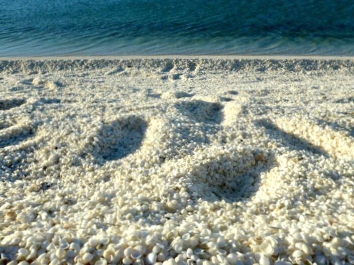 Shell Beach in Shark Bay, Western Australia is truly unique- it's one of only two beaches in the world made entirely from shells #beach