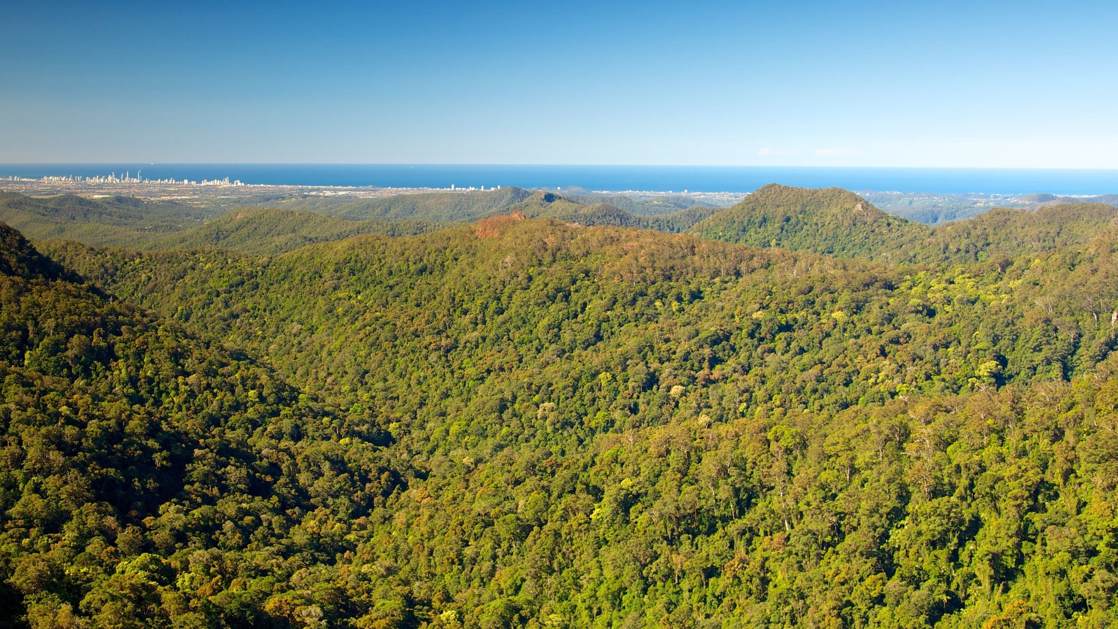 Springbrook National Park showing forests