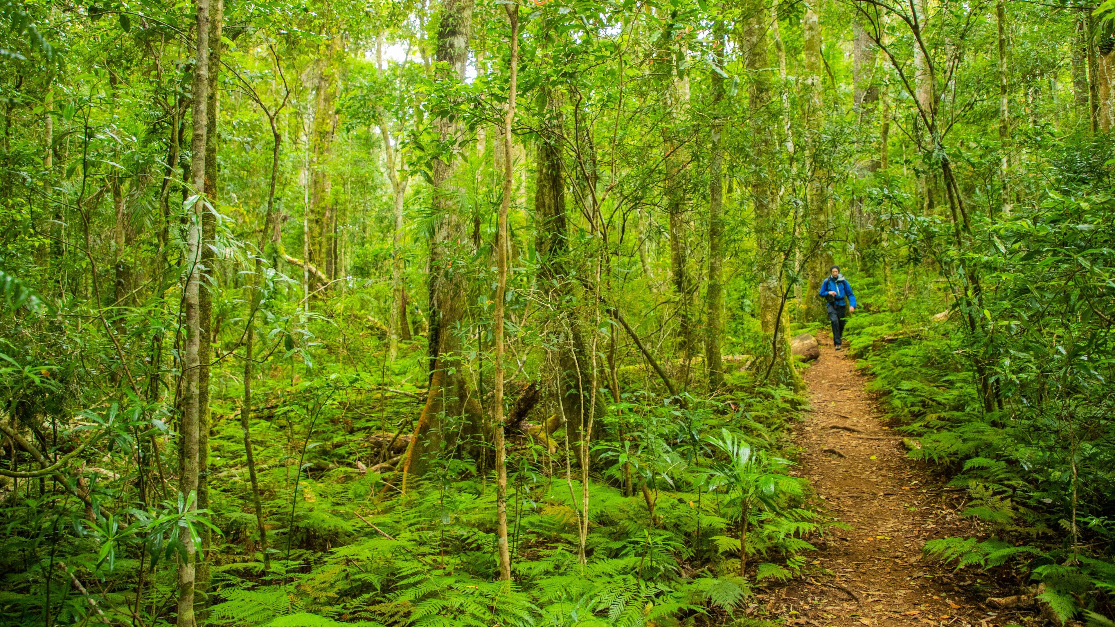 Main Range National Park which includes hiking or walking and forests as well as an individual male