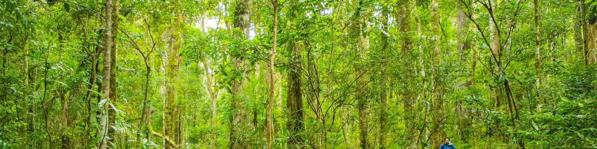 Main Range National Park which includes hiking or walking and forests as well as an individual male