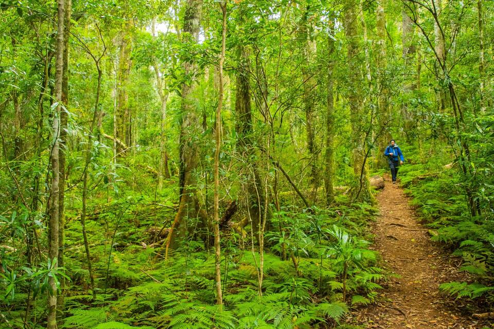 A forest trail surrounded by dense green foliage and trees.