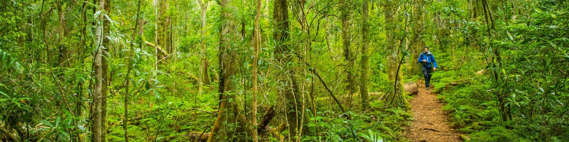 Main Range National Park which includes hiking or walking and forests as well as an individual male