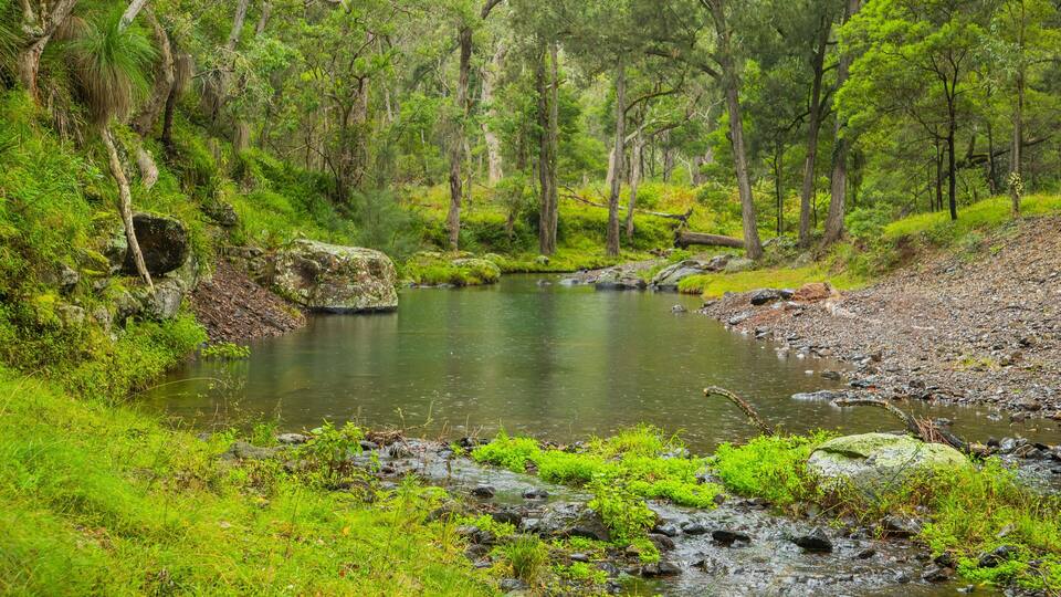 A serene forest stream with lush greenery and rocks.