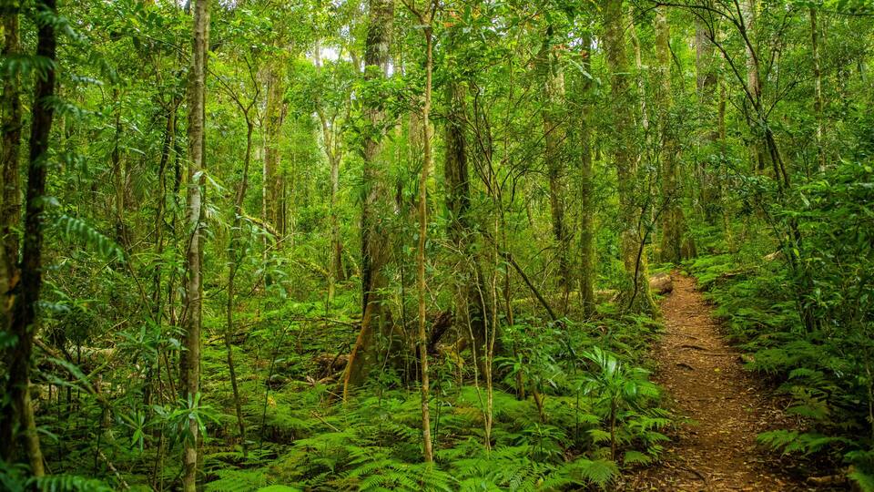 A forest with a dirt path.