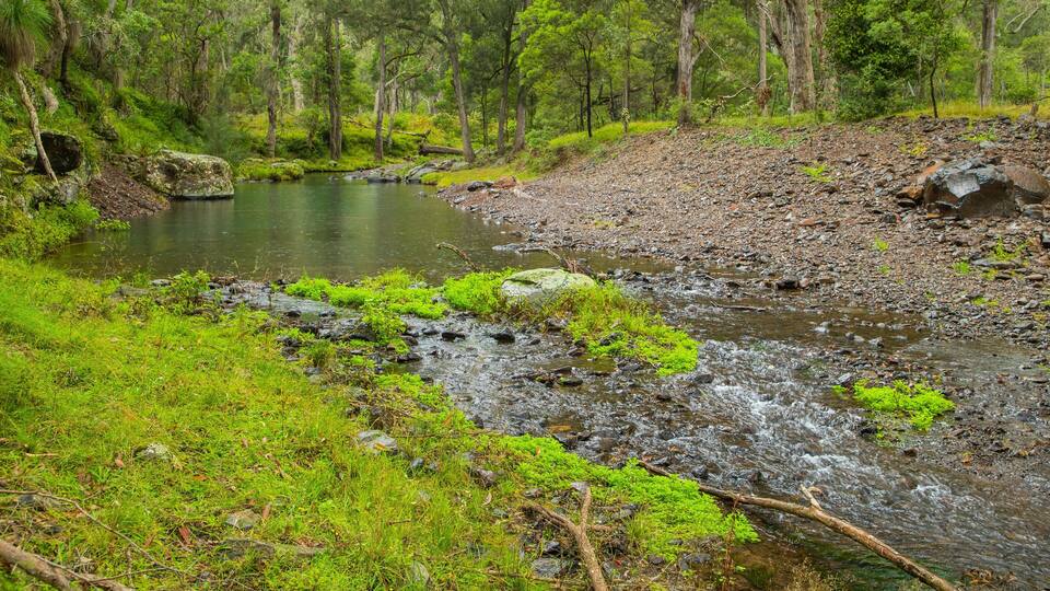 A forested stream with rocks and moss.