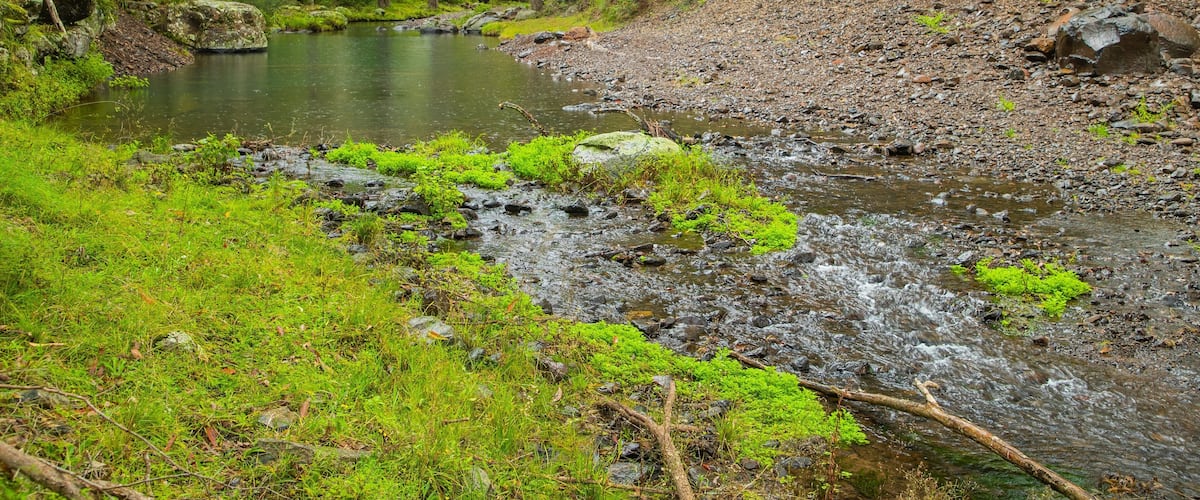 A forested stream with rocks and moss.