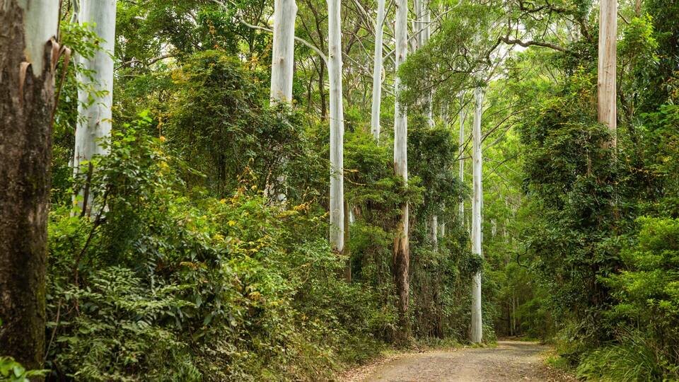 A forest path with tall trees and dense undergrowth.