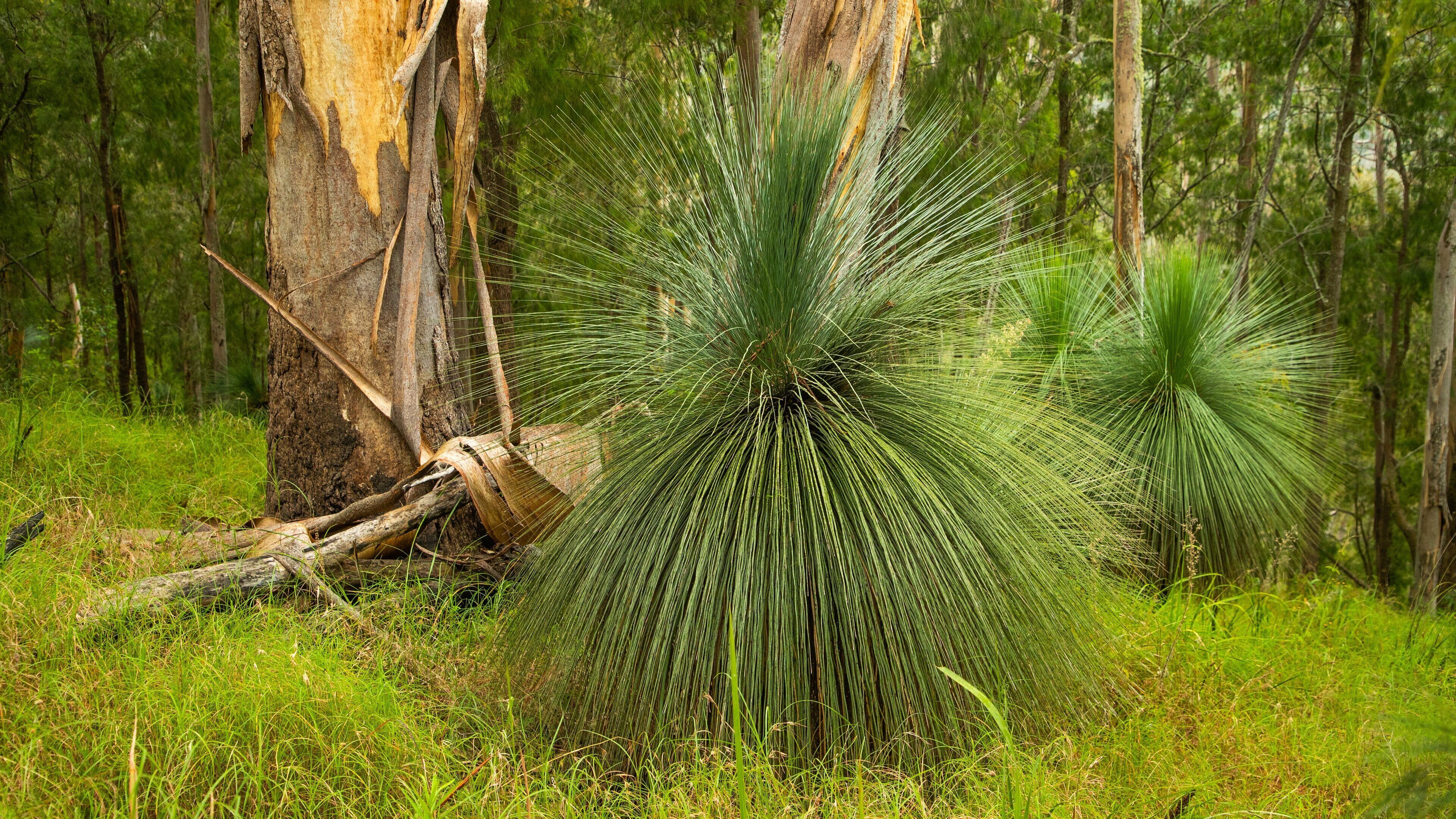 Main Range National Park featuring forest scenes