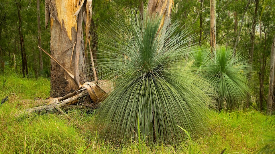 A dense forest with tall trees and a prominent yucca plant in the foreground.