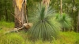 Uma floresta densa com árvores altas e uma planta de iuca em destaque ao primeiro plano.