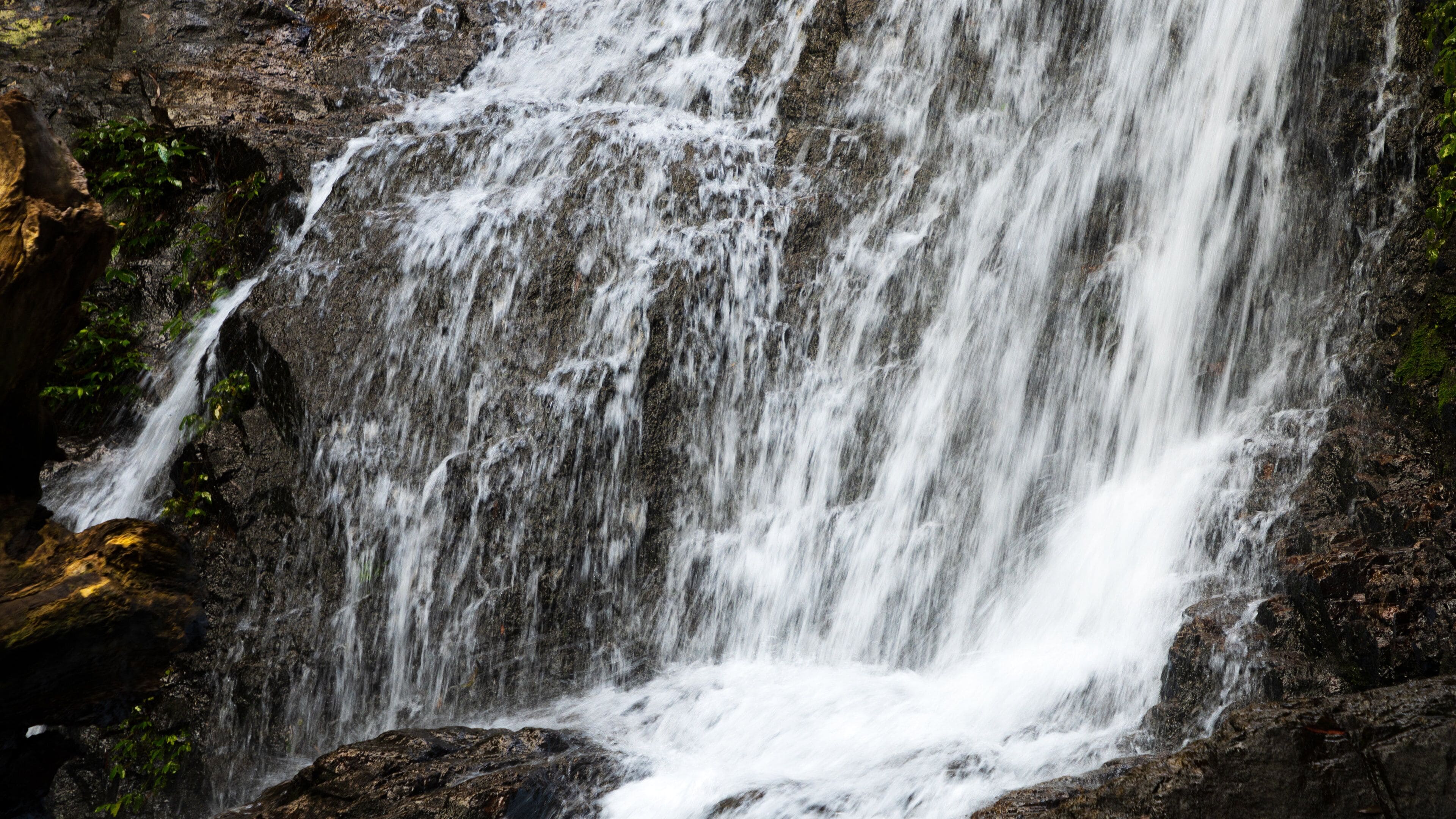 Dorrigo National Park showing a cascade