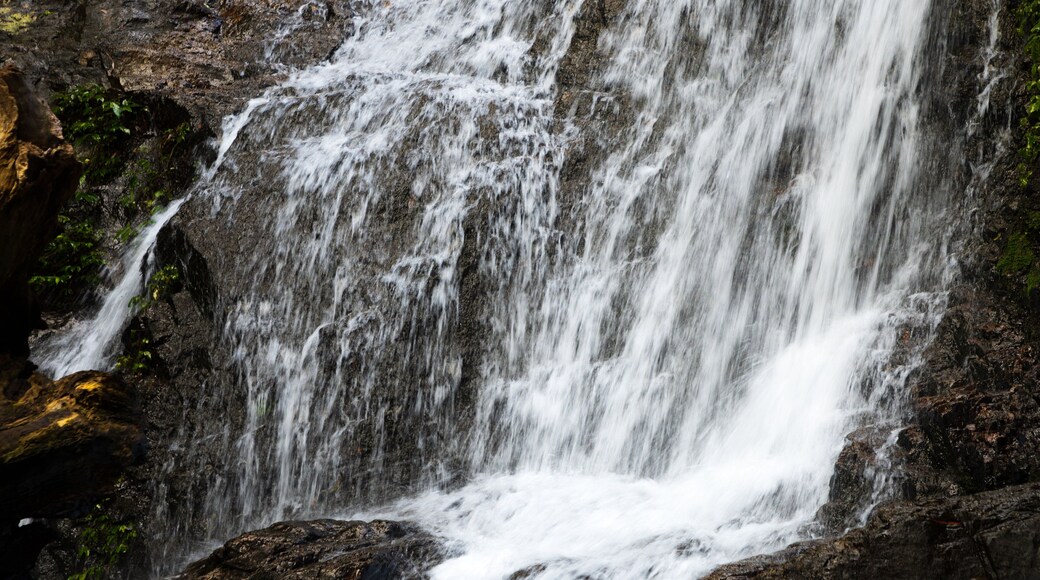 Dorrigo National Park showing a cascade