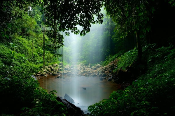 Dorrigo National Park showing a lake or waterhole and forest scenes
