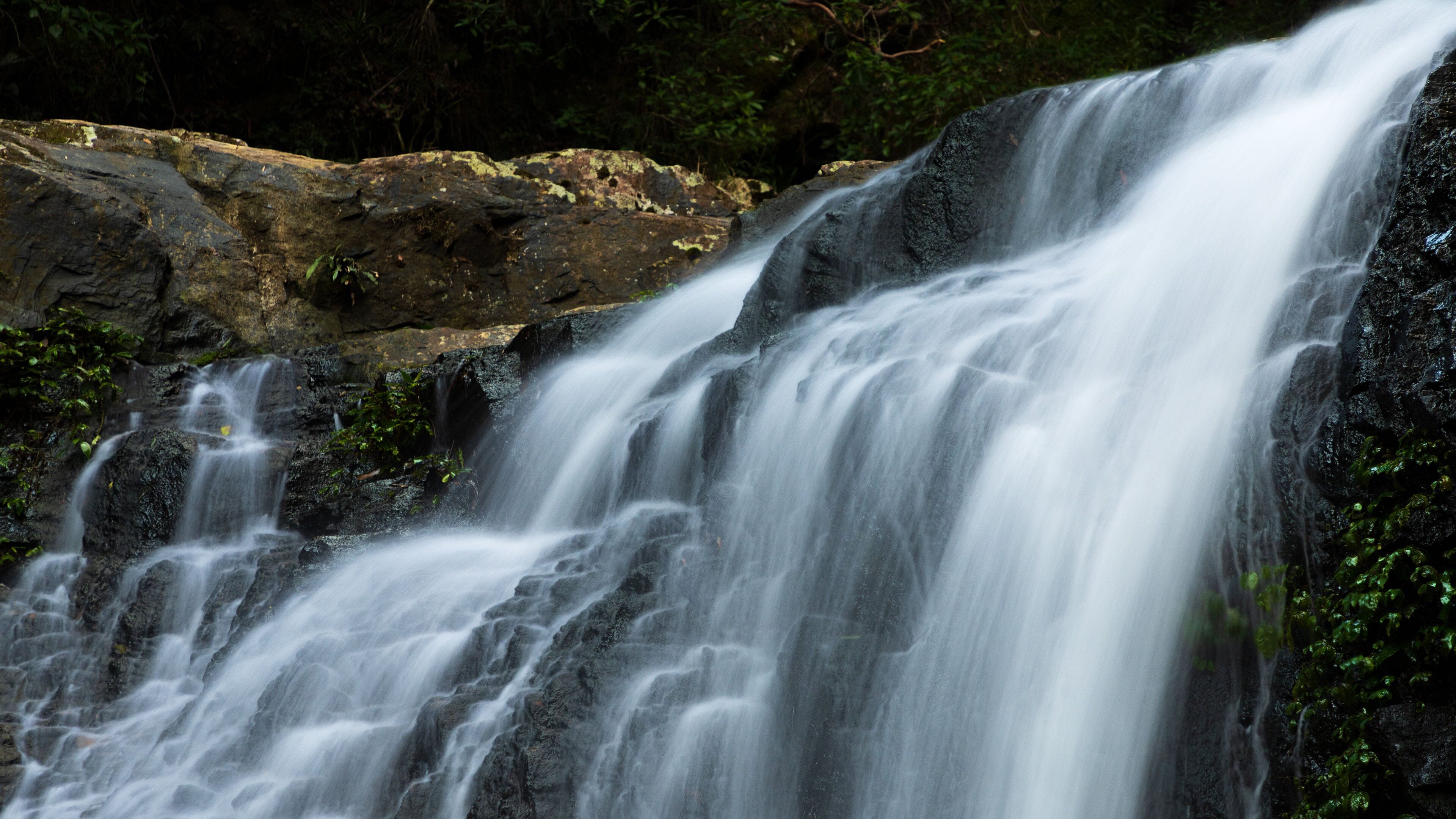 Dorrigo National Park showing a cascade