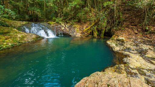 Dorrigo National Park showing forests and a river or creek