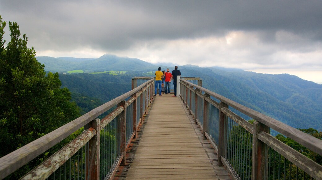 Dorrigo National Park which includes forest scenes, mountains and views