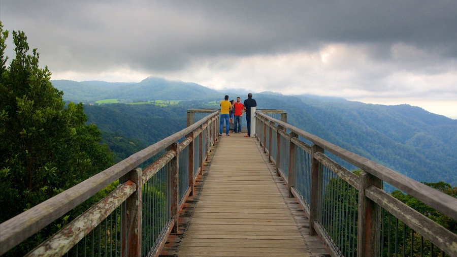 Dorrigo National Park showing mountains, forests and views