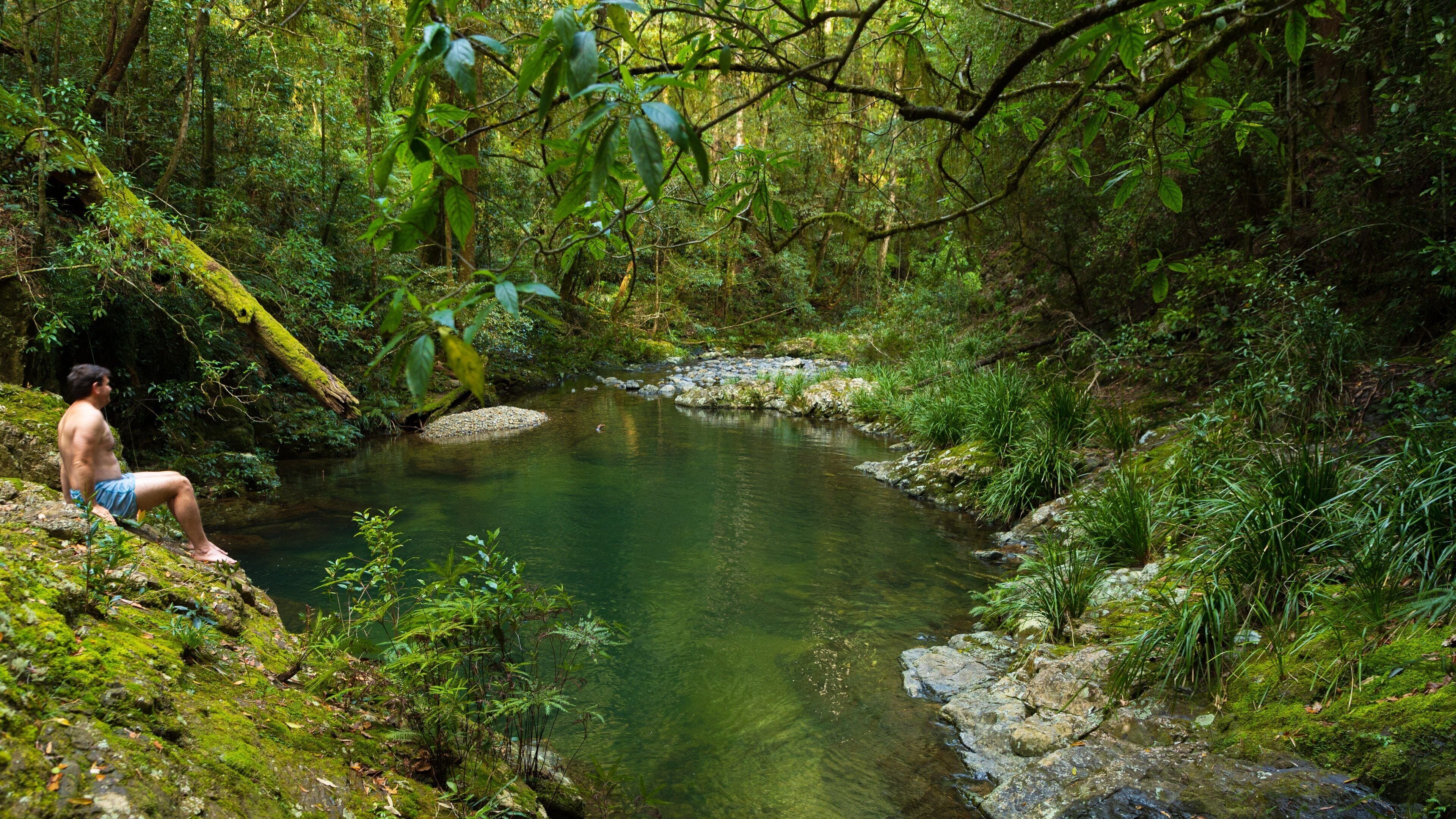 Dorrigo National Park featuring a river or creek and forest scenes as well as an individual male