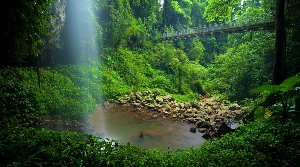 Dorrigo National Park featuring a lake or waterhole, a bridge and forests