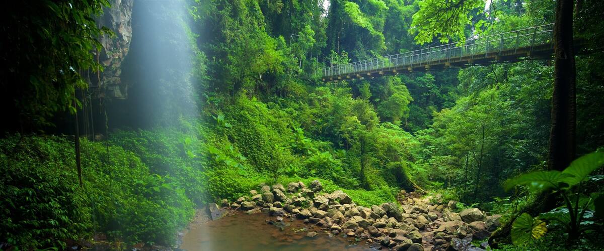 Dorrigo National Park featuring a lake or waterhole, a bridge and forest scenes