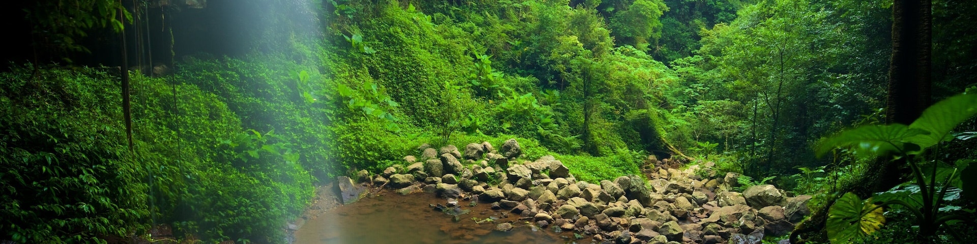 Dorrigo National Park which includes forest scenes, a lake or waterhole and a bridge