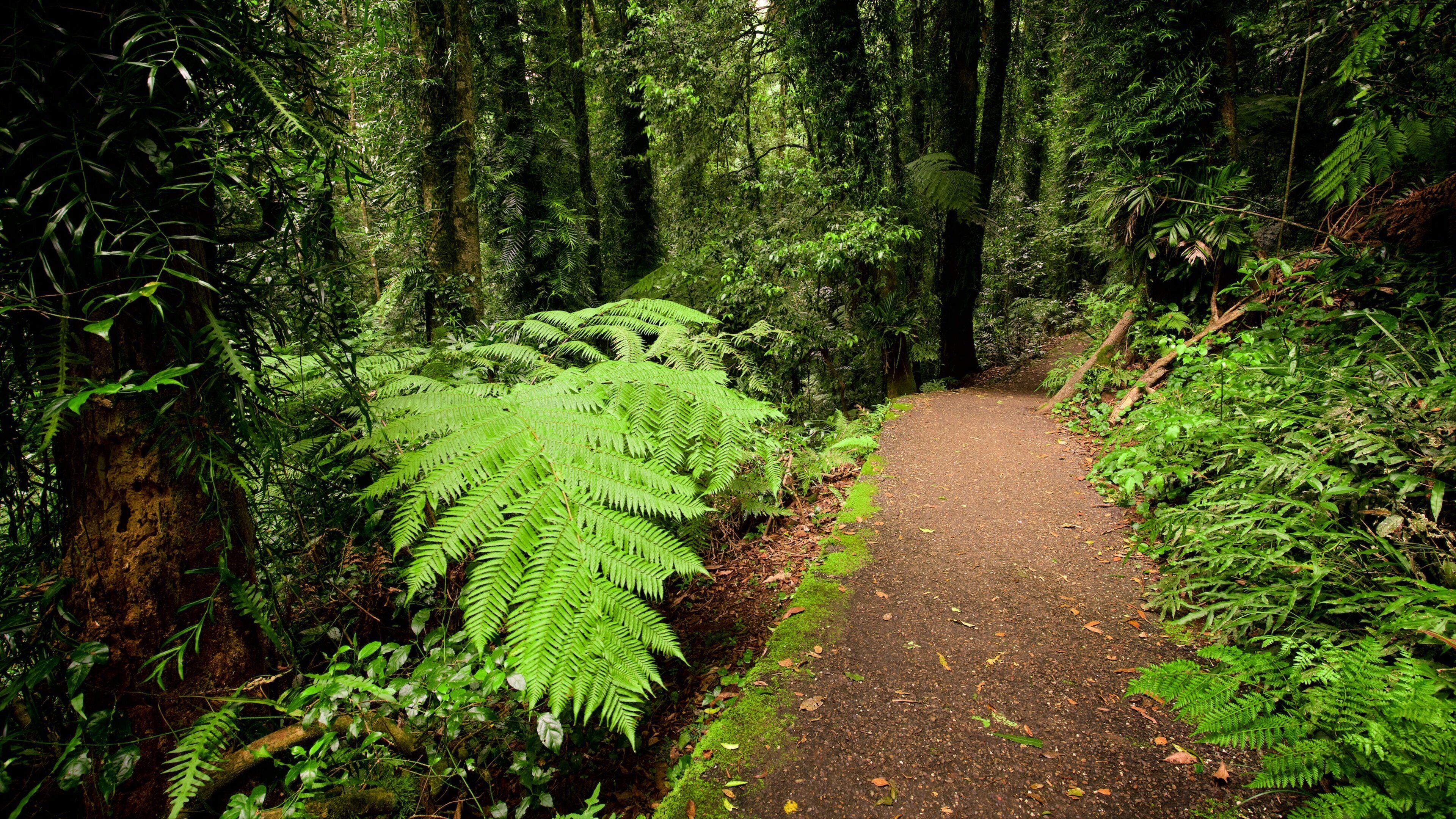 Dorrigo National Park featuring forests