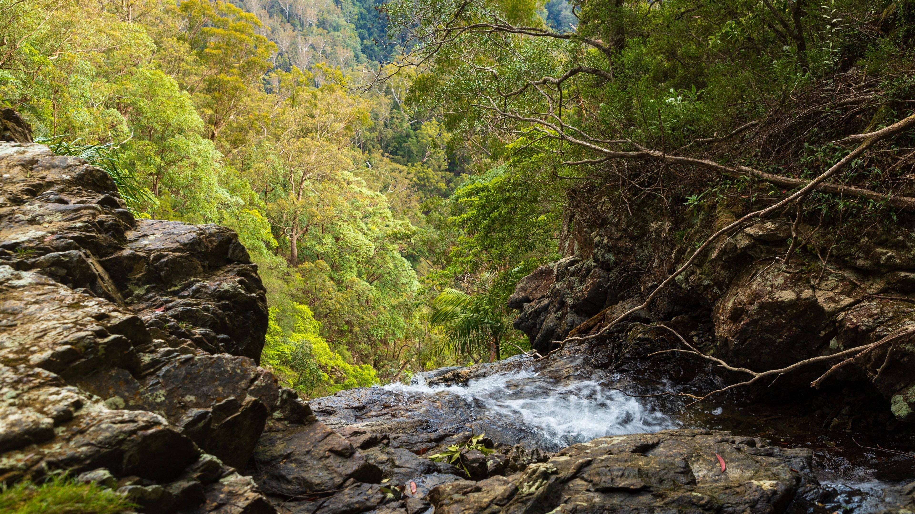 Dorrigo National Park showing a cascade, forests and a river or creek