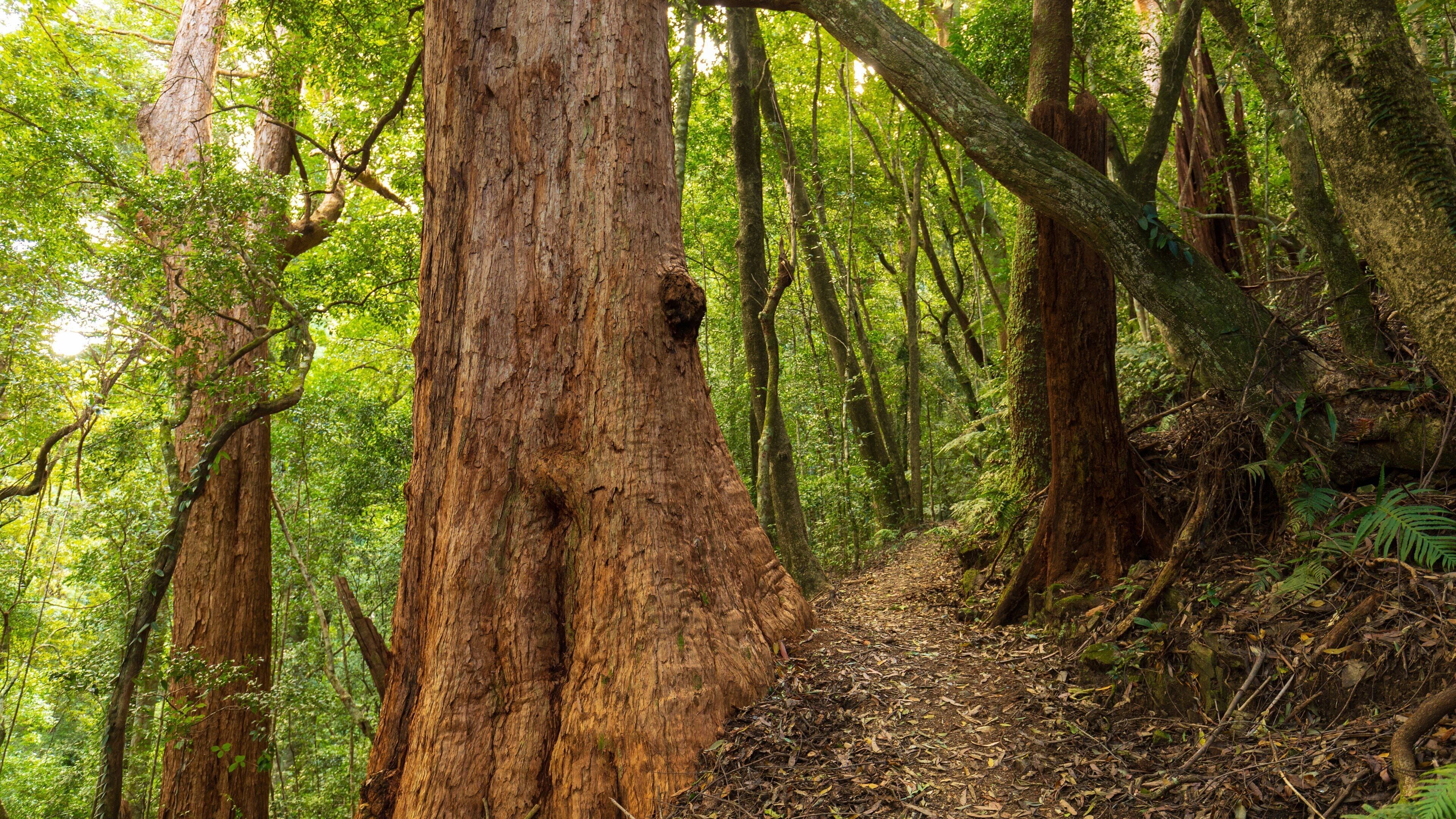 Dorrigo National Park which includes forest scenes