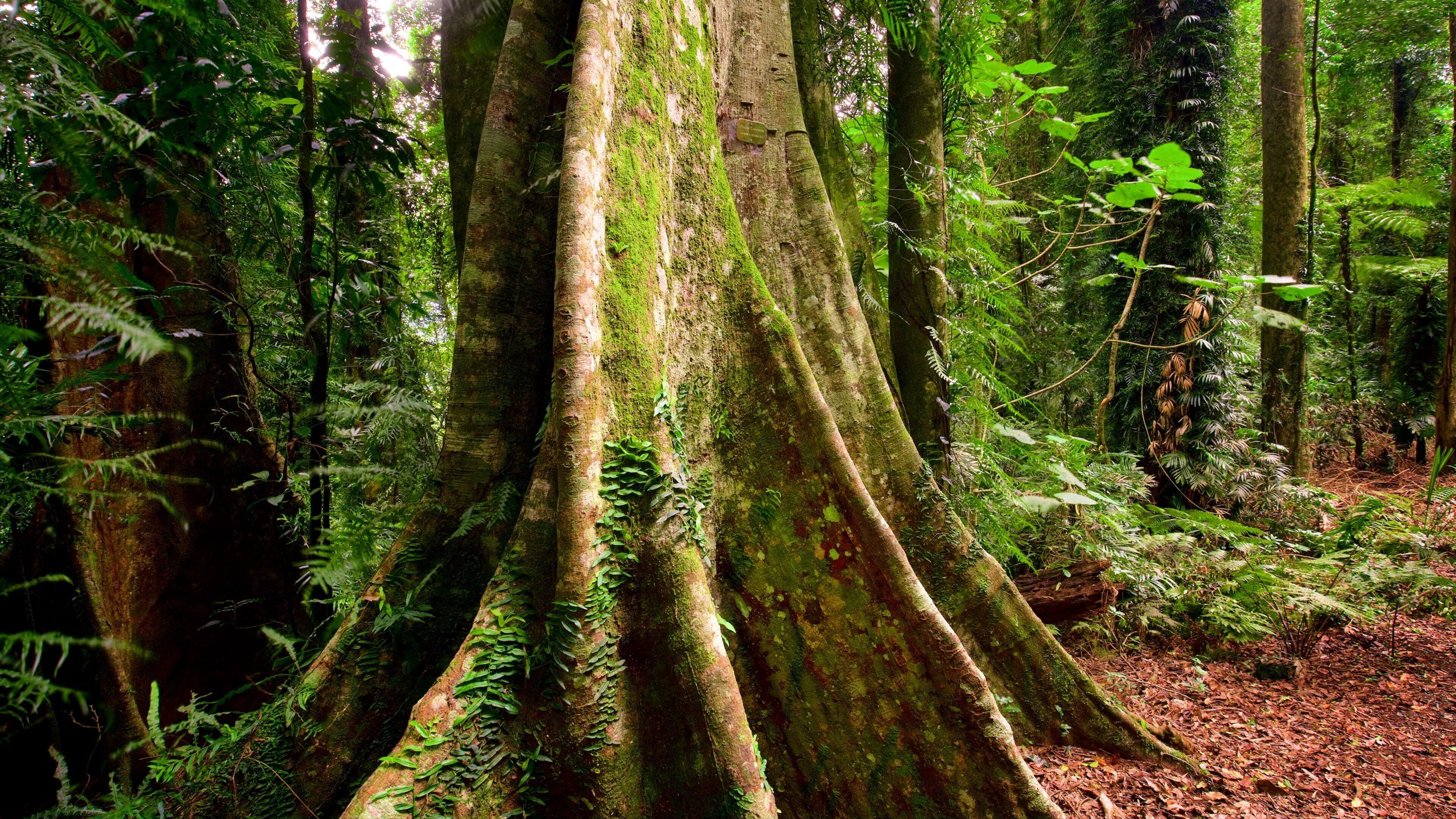 Dorrigo National Park showing forests