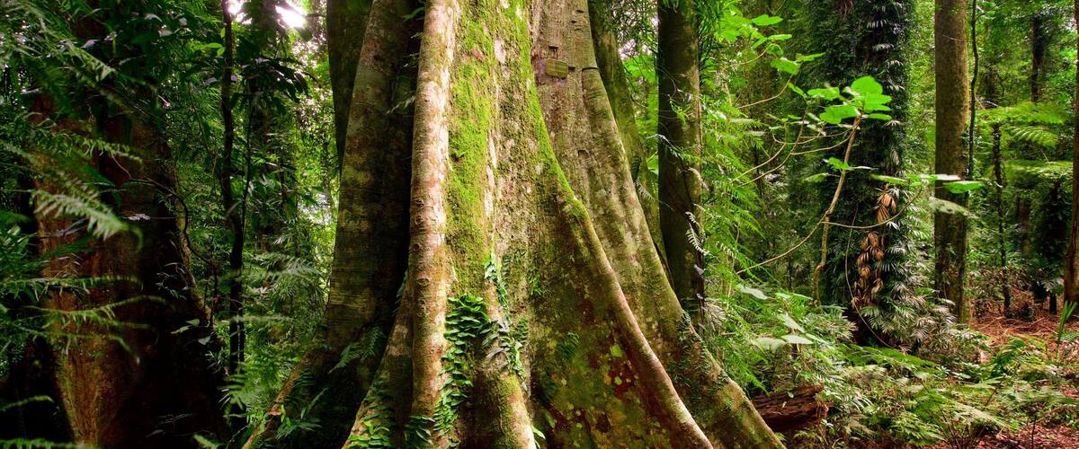 Parc national de Dorrigo qui includes scĂšnes forestiĂšres