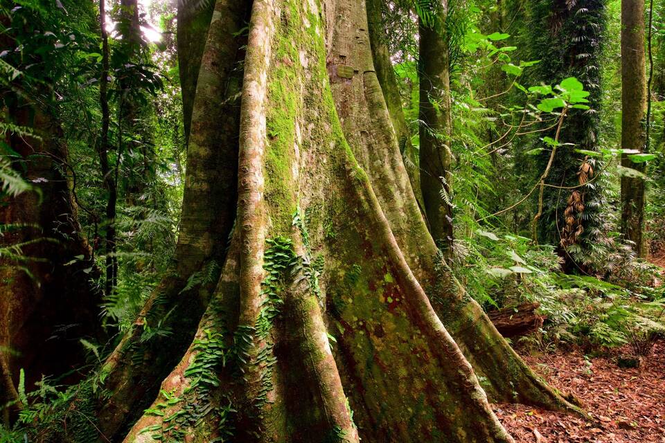 A dense forest with large, moss-covered tree trunks and lush green ferns.
