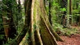 Un bosque frondoso con troncos de árboles grandes cubiertos de musgo y helechos verdes exuberantes.