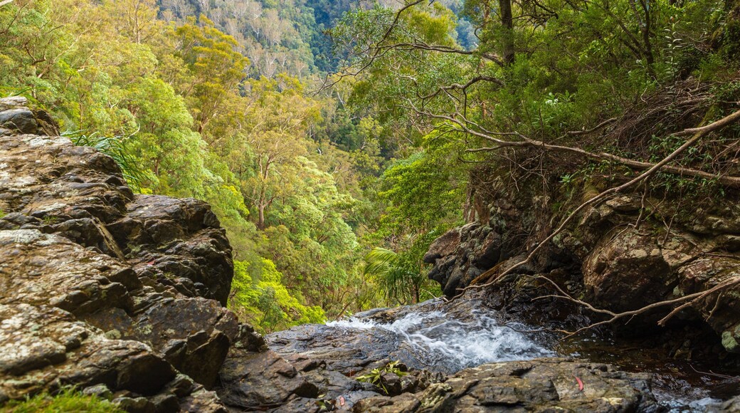 Dorrigo National Park showing forests and a river or creek