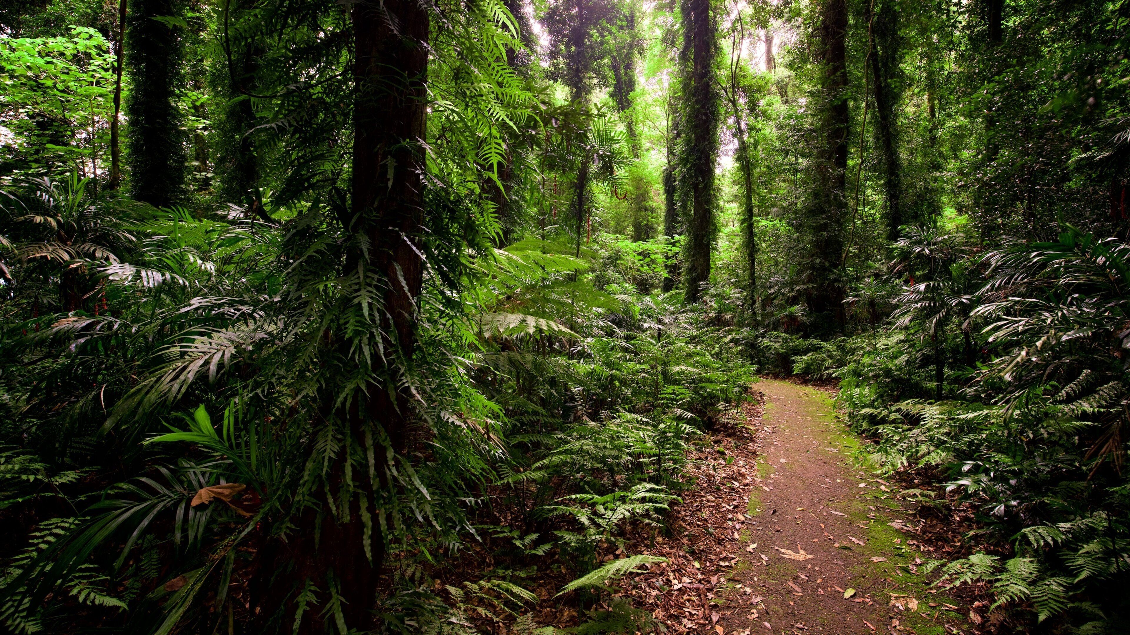 Un sentier forestier bordé de fougères denses et d’arbres imposants.