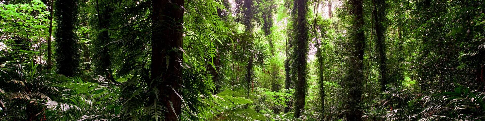 A forest path surrounded by dense ferns and tall trees.